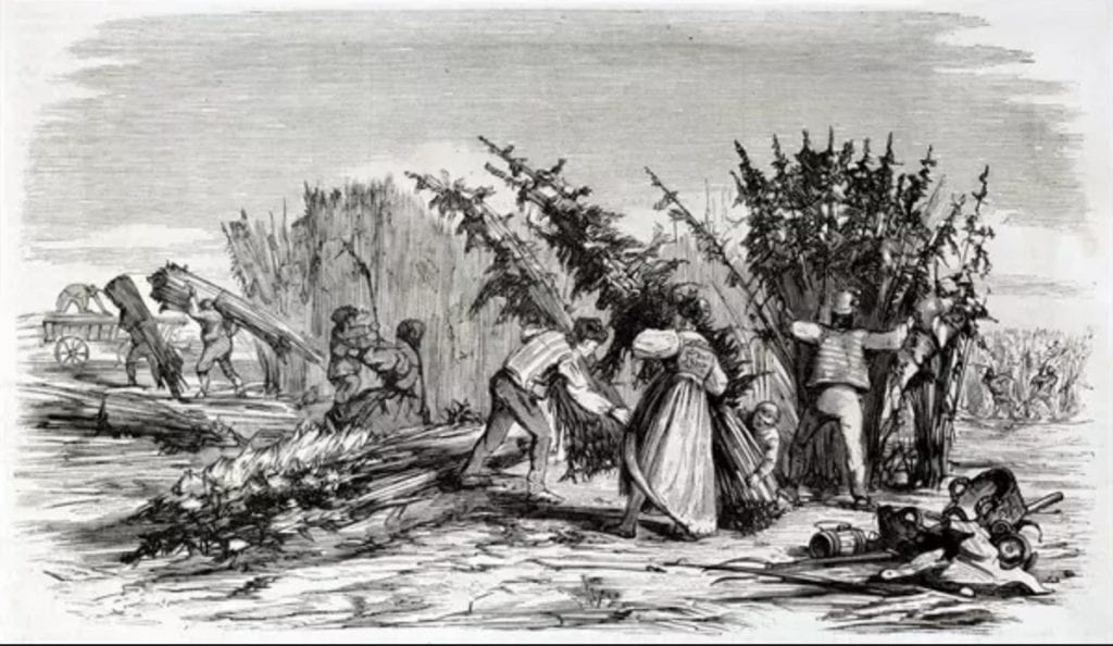 Illustration of colonists harvesting cannabis in the late 1800s