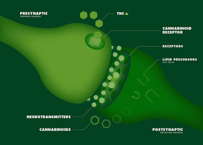 CBD receptors and the difference between cbd vs thc 