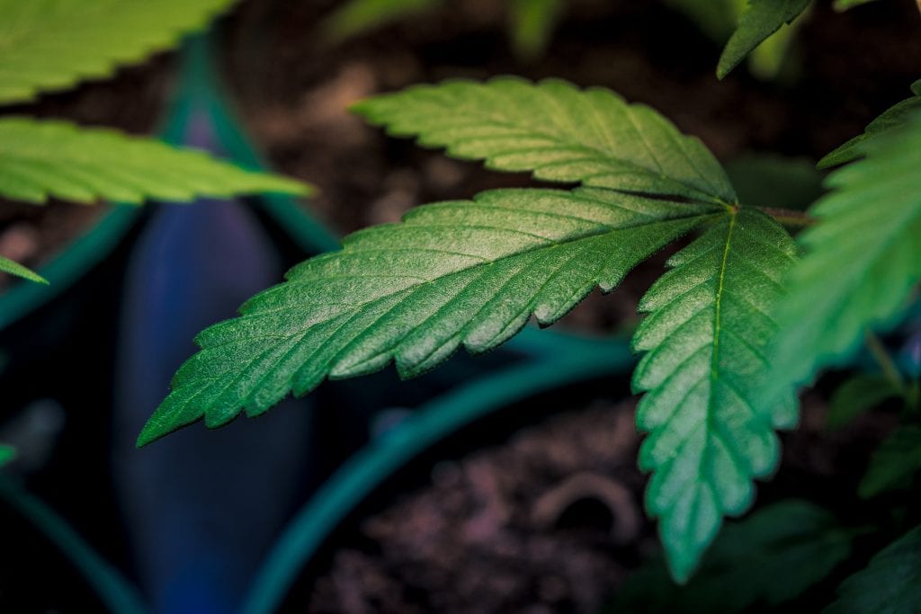 Cannabis plant growing in soil. Clone plant in infancy