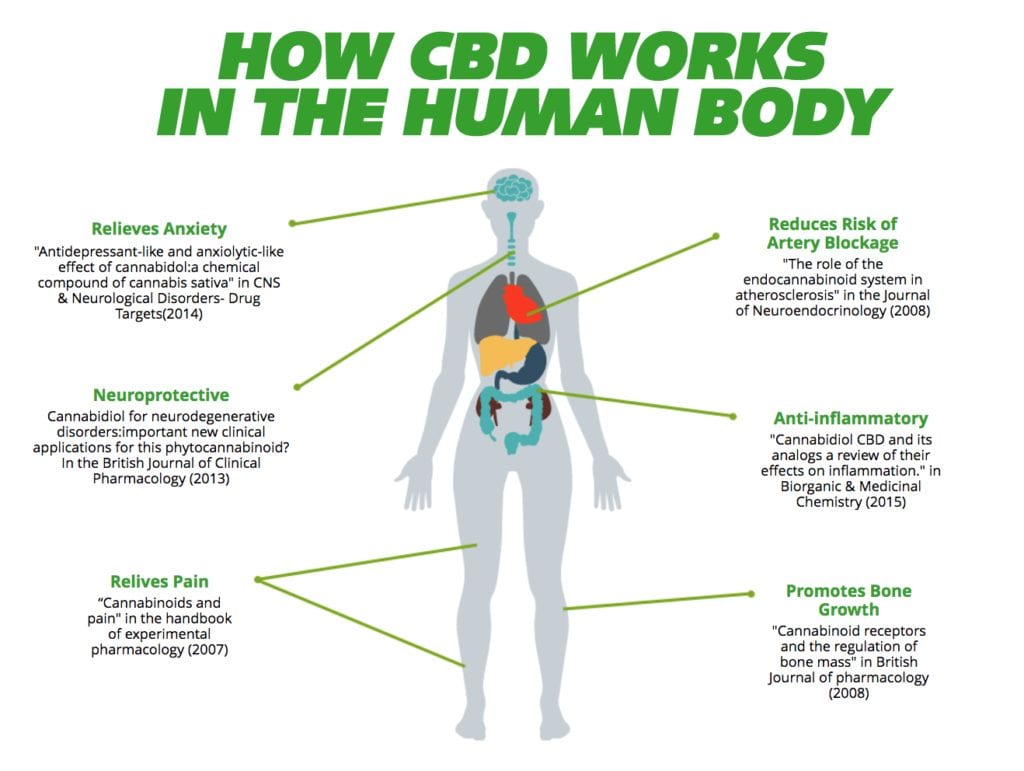 CBD inside the human body. 