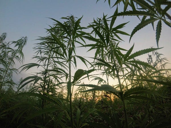 Cannabis plants growing outdoors in a field with sun shining through the plants