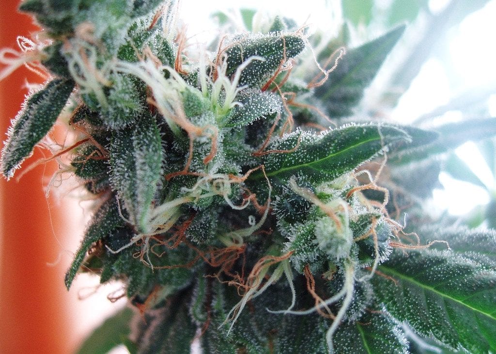 A green cannabis bud blooming with colours. Clear hair like structures  sprout out of the bud.