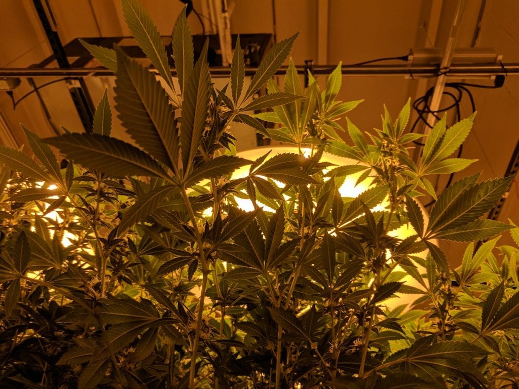 Cannabis plants in a grow room. HD picture of cannabis leaves from underneath looking at the light overhead