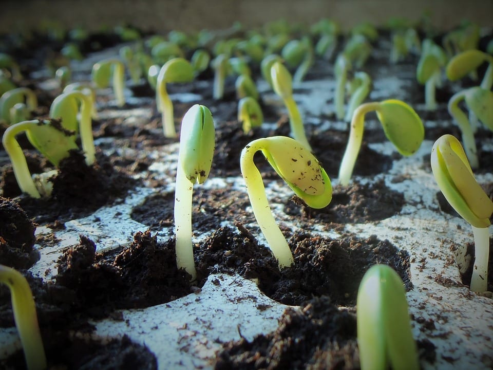 cannabis growing outdoors just sprouting out of the morning 