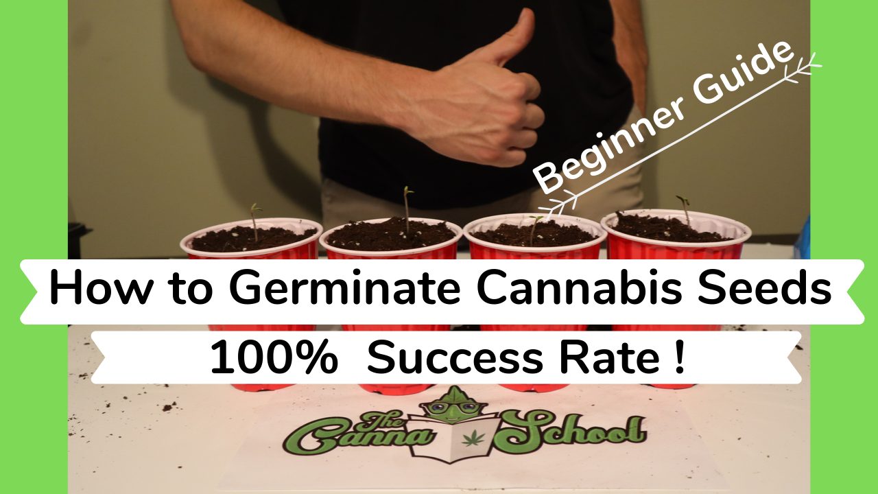 How to germinate cannabis seeds