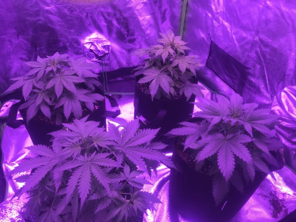 Cannabis plants blooming with colour. The best nutrients for cannabis plants. 4 plants in a grow tent. Indoor cannabis plants charged with fertilizer and nutrients.