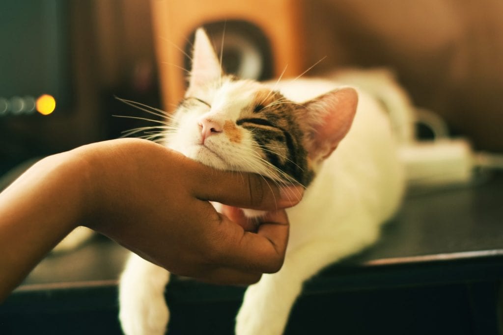 cat being scratched by owner. Feeling comfy and lazy.