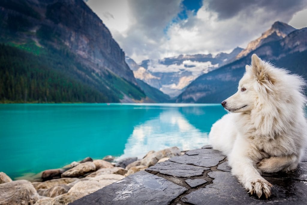 White dog sitting beside a mountain and lake.