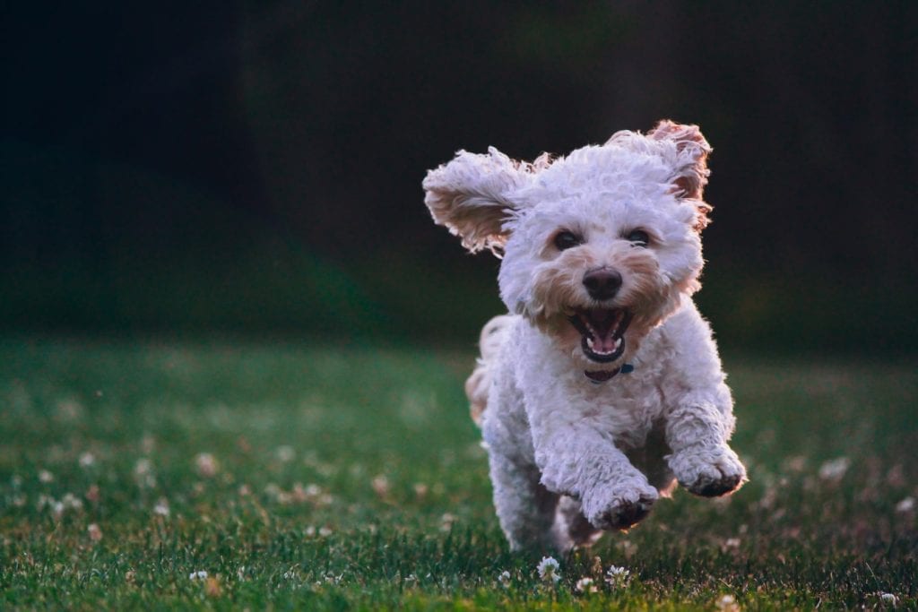 dog running in the grass. He has a smile and looks happy. Giving CBD to your pets.