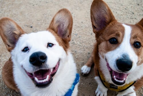 two dogs looking up at the camera and smiling. They look happy. Brown and white fur.