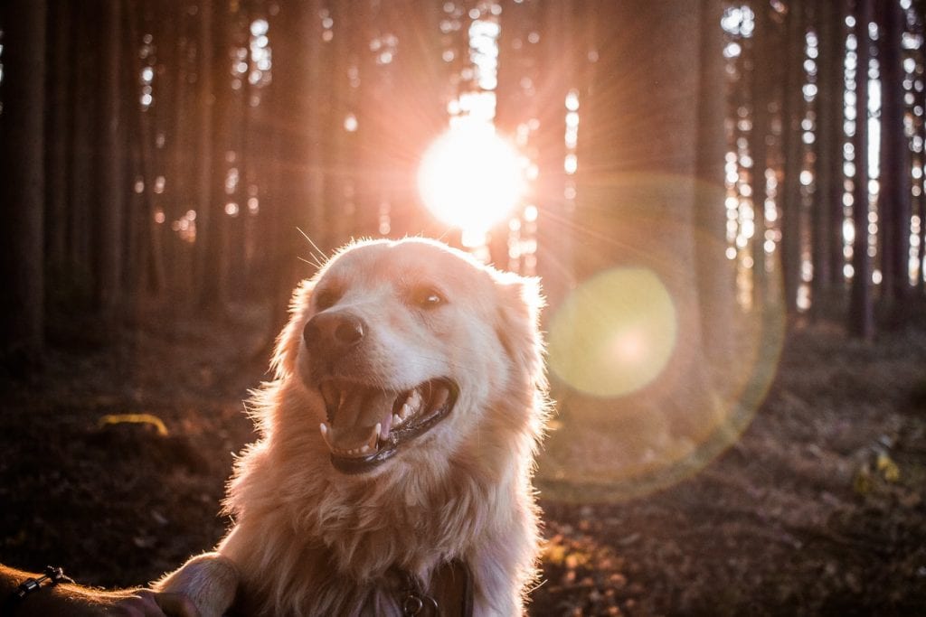 golden retriever dog after been giving CBD sitting in the forest with the sun in the background.