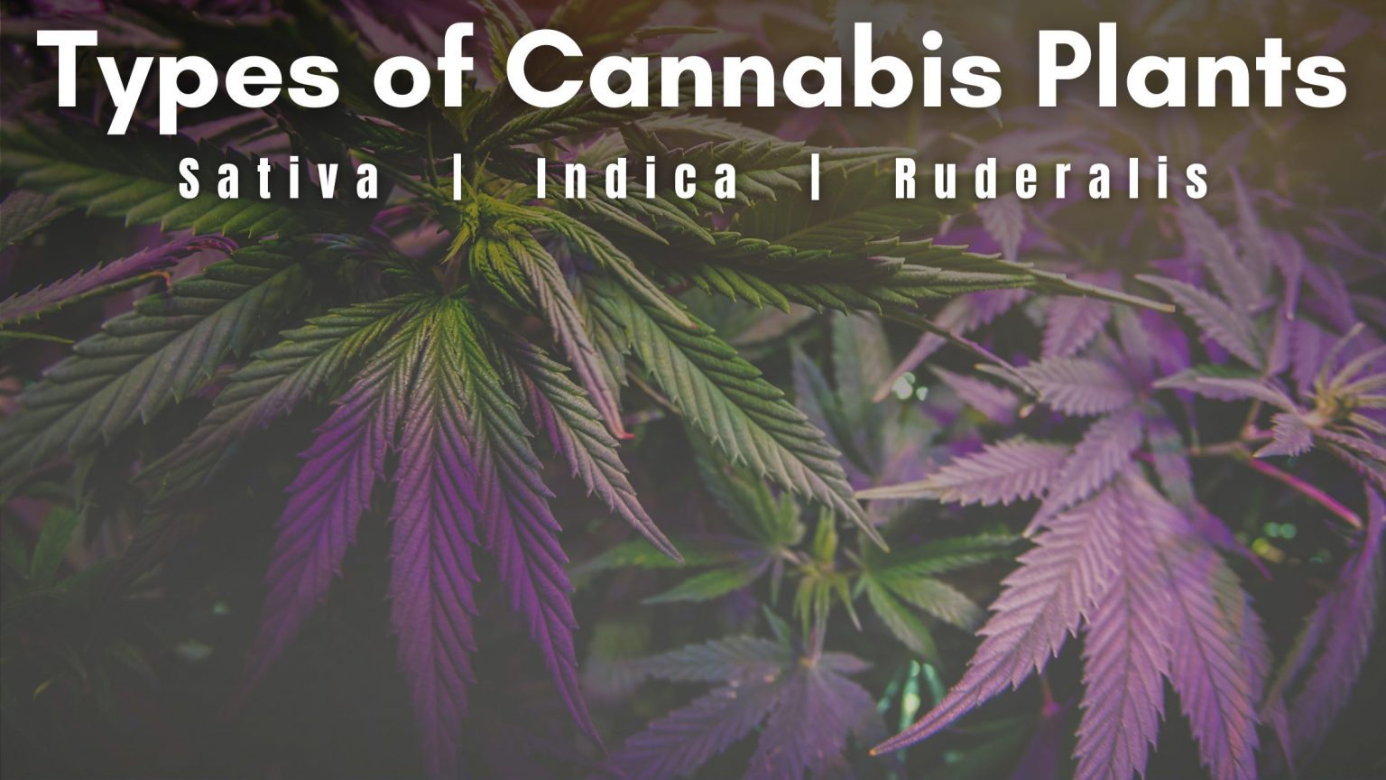 Types Of Cannabis Plants: Sativa, Indica, Ruderalis | The Cannabis School